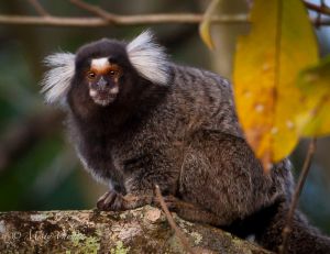 c26-Marmoset2.jpg