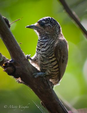 c5-piculet.jpg