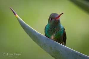 c86-Hummingbird.jpg